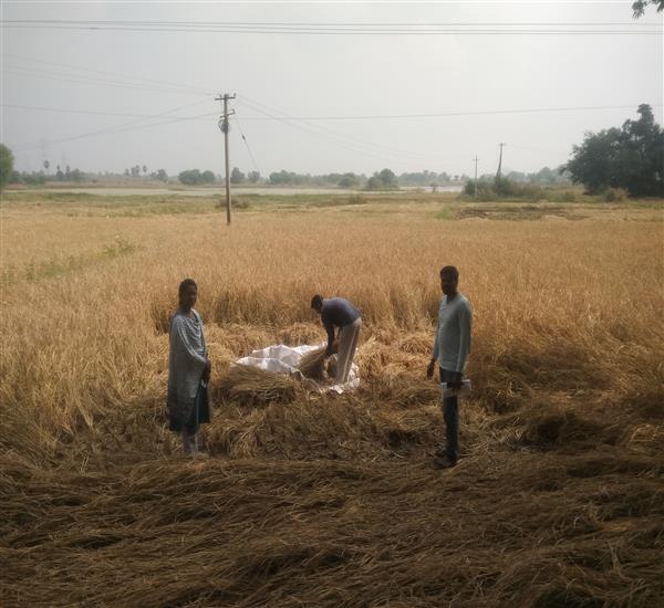 Peddapalli District - Peddapalle Division                                                                                                                                                                                                                  - Crop Cutting Expts.,                                                                                                                                   - Attended PMFBY Paddy supervision at Gattepalle Village of Sulthanabad Mandal                                                                                                                                                                                    - dt.28/11/2019          